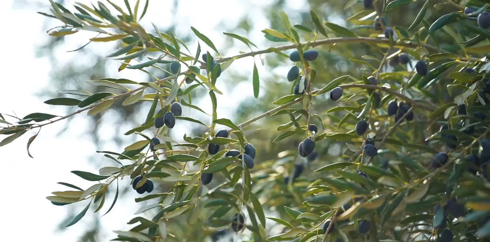 Oliveiras no olival